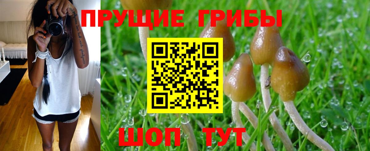 Коряжма  Псилоцибиновые грибы Magic Shrooms  Вход с VPN 